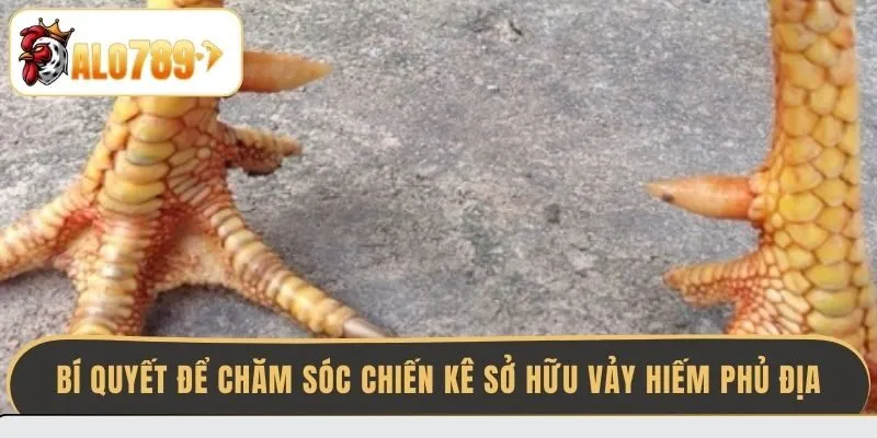 bi-quyet-de-cham-soc-chien-ke-so-huu-vay-hiem-phu-dia