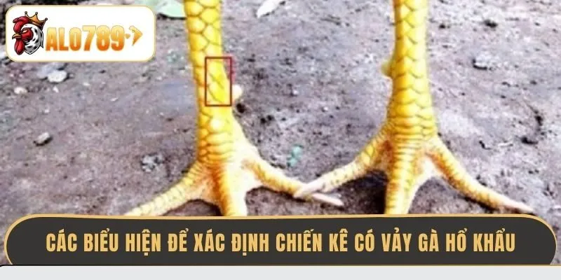 cac-bieu-hien-de-xac-dinh-chien-ke-co-vay-ga-ho-khau