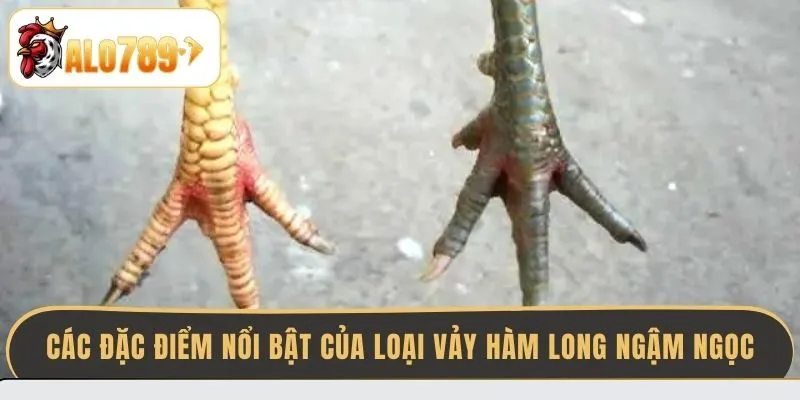 cac-dac-diem-noi-bat-cua-loai-vay-ham-long-ngam-ngoc