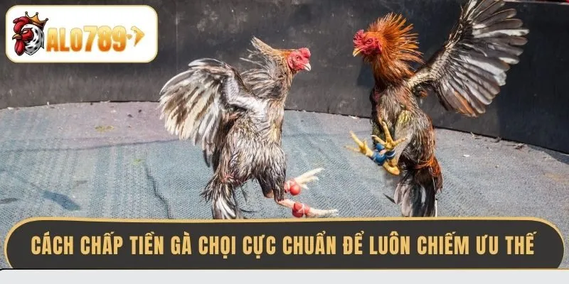 cach-chap-tien-ga-choi-cuc-chuan-de-luon-chiem-uu-the