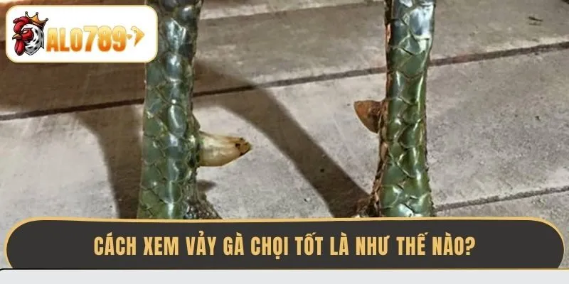 cach-xem-vay-ga-choi-tot-la-nhu-the-nao