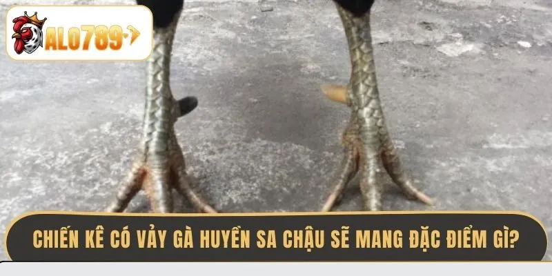 chien-ke-co-vay-ga-huyen-sa-chau-se-mang-dac-diem-gi