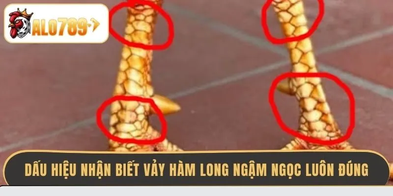 dau-hieu-nhan-biet-vay-ham-long-ngam-ngoc-luon-dung