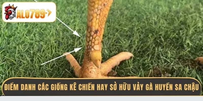 diem-danh-cac-giong-ke-chien-hay-so-huu-vay-ga-huyen-sa-chau