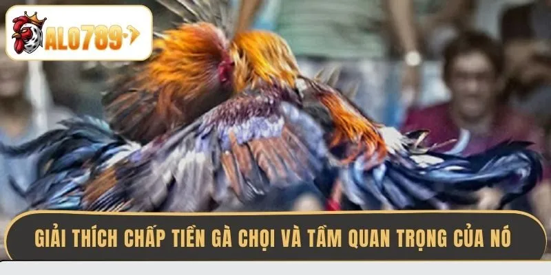giai-thich-chap-tien-ga-choi-va-tam-quan-trong-cua-no