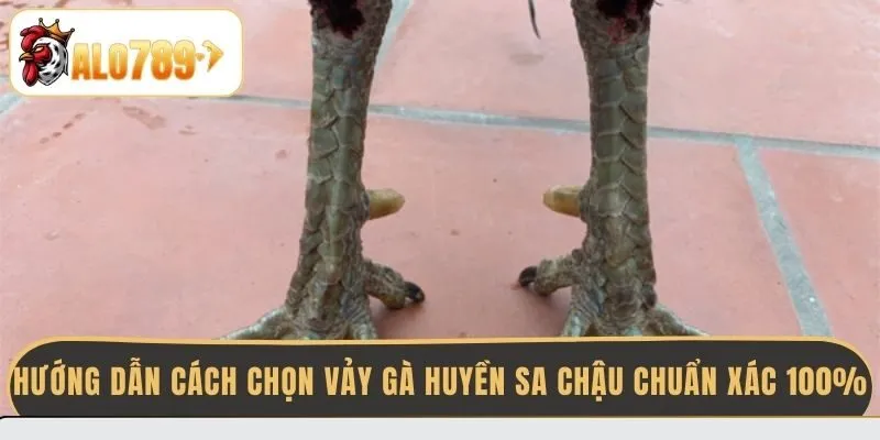huong-dan-cach-chon-vay-ga-huyen-sa-chau-chuan-xac-100