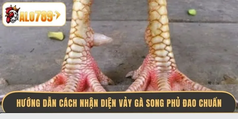 huong-dan-cach-nhan-dien-vay-ga-song-phu-dao-chuan