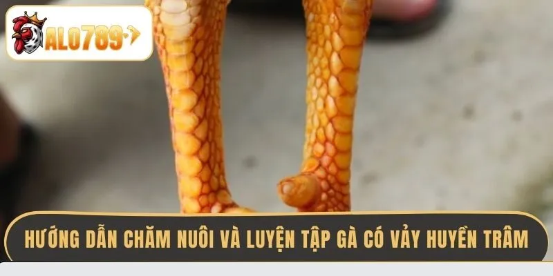 huong-dan-cham-nuoi-va-luyen-tap-ga-co-vay-huyen-tram