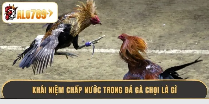 khai-niem-chap-nuoc-trong-da-ga-choi-la-gi