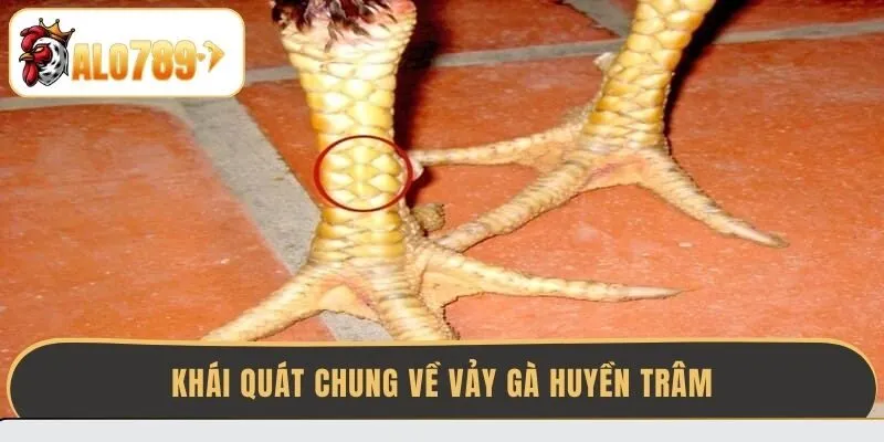 khai-quat-chung-ve-vay-ga-huyen-tram