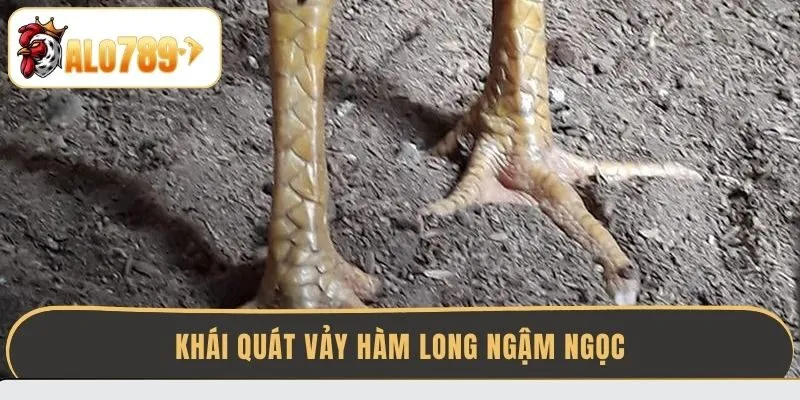 khai-quat-vay-ham-long-ngam-ngoc