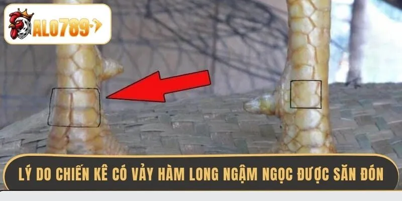 ly-do-chien-ke-co-vay-ham-long-ngam-ngoc-duoc-san-don