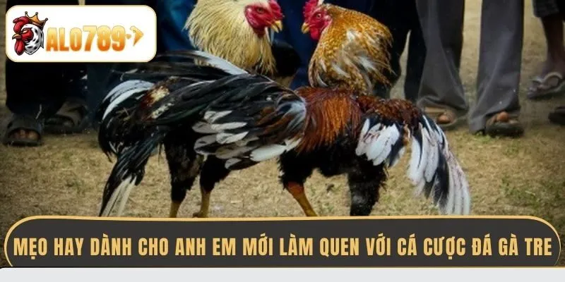 meo-hay-danh-cho-anh-em-moi-lam-quen-voi-ca-cuoc-da-ga-tre