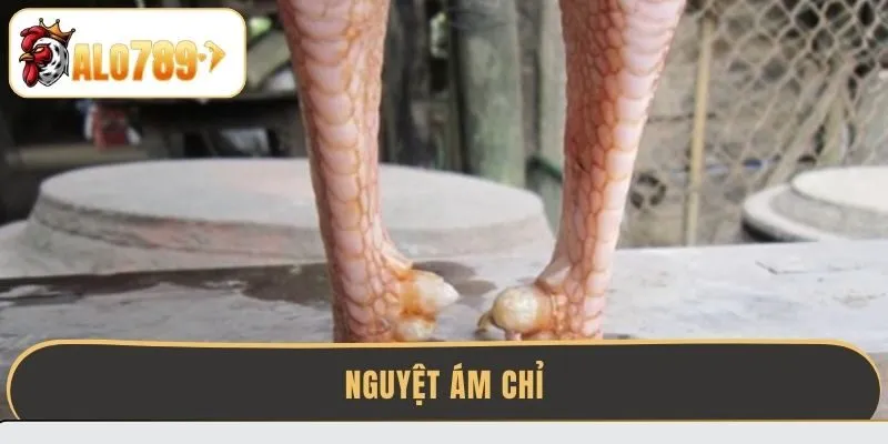 nguyet-am-chi
