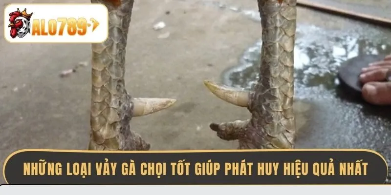 nhung-loai-vay-ga-choi-tot-giup-phat-huy-hieu-qua-nhat