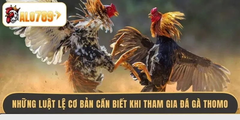 nhung-luat-le-co-ban-can-biet-khi-tham-gia-da-ga-thomo