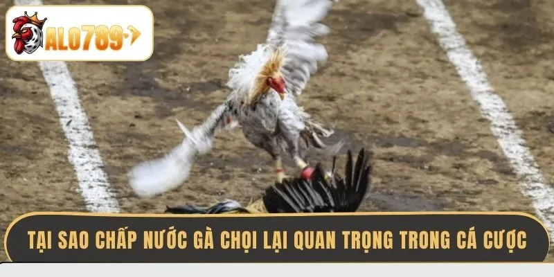 tai-sao-chap-nuoc-ga-choi-lai-quan-trong-trong-ca-cuoc