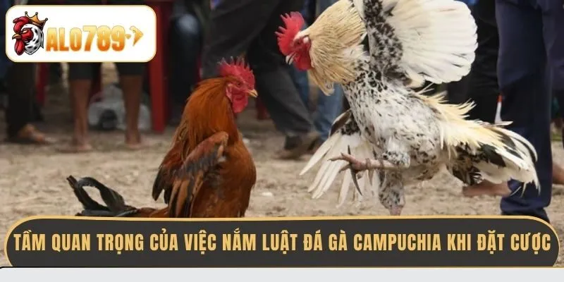 tam-quan-trong-cua-viec-nam-luat-da-ga-campuchia-khi-dat-cuoc