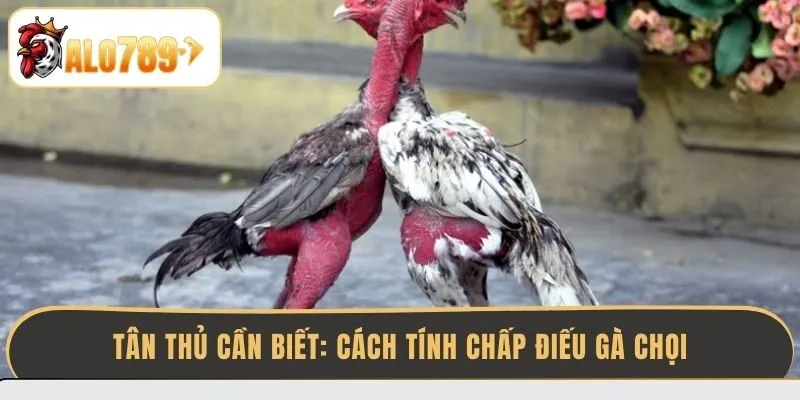 tan-thu-can-biet-cach-tinh-chap-dieu-ga-choi