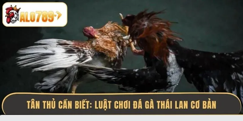 tan-thu-can-biet-luat-choi-da-ga-thai-lan-co-ban