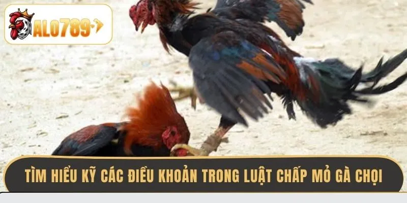 tim-hieu-ky-cac-dieu-khoan-trong-luat-chap-mo-ga-choi