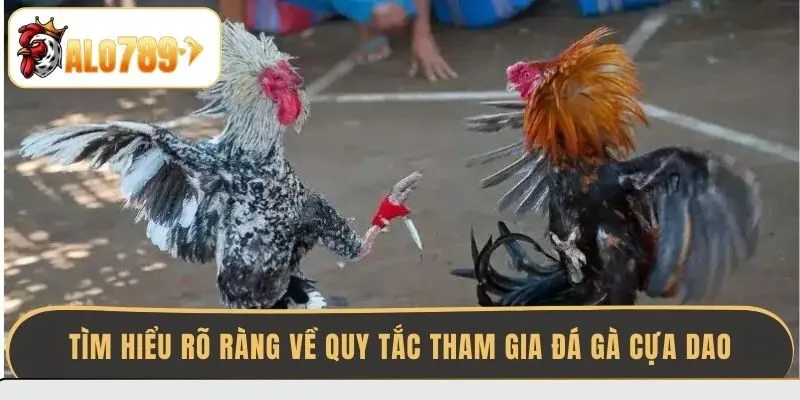 tim-hieu-ro-rang-ve-quy-tac-tham-gia-da-ga-cua-dao