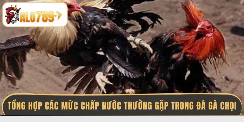 tong-hop-cac-muc-chap-nuoc-thuong-gap-trong-da-ga-choi