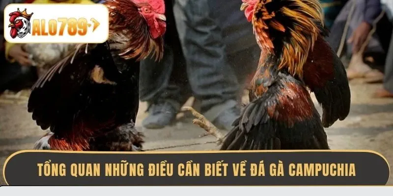 tong-quan-nhung-dieu-can-biet-ve-da-ga-campuchia