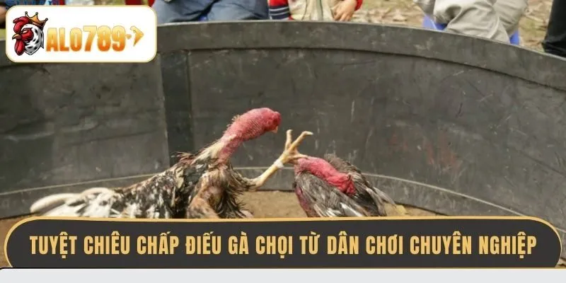 tuyet-chieu-chap-dieu-ga-choi-tu-dan-choi-chuyen-nghiep