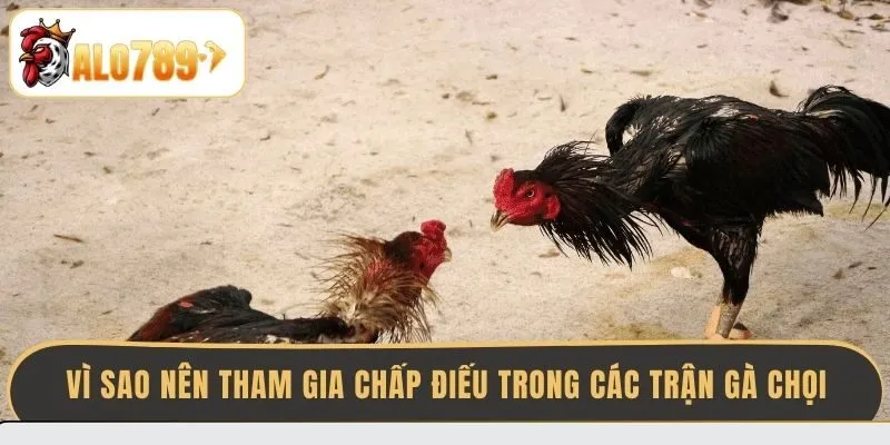 vi-sao-nen-tham-gia-chap-dieu-trong-cac-tran-ga-choi